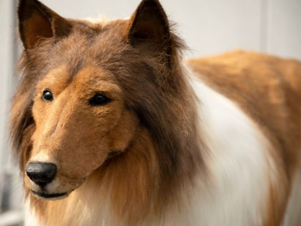 Man spends over £12,000 to turn himself into a dog