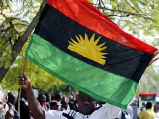 IPOB Bans The Consumption And Rearing Of Cows In The South-East Zone